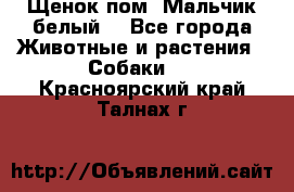 Щенок пом. Мальчик белый  - Все города Животные и растения » Собаки   . Красноярский край,Талнах г.